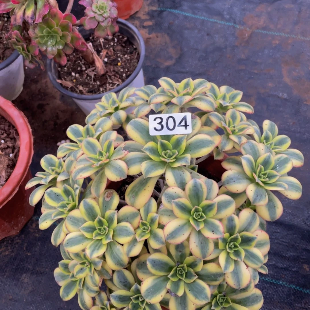 304星报111111多肉