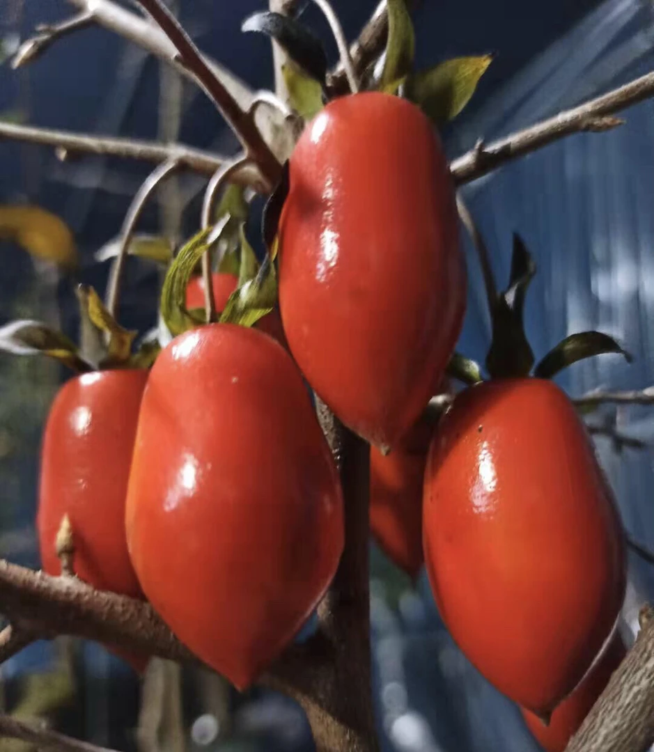 各类老鸦柿金弹子盆栽盆景老鸦柿盆景金弹子葫芦果绿植盆栽老桩