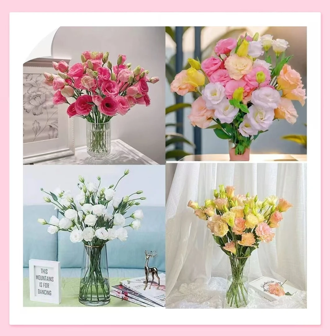 【新鲜洋桔梗】店铺福利 店铺买满2单包邮  5单送配草