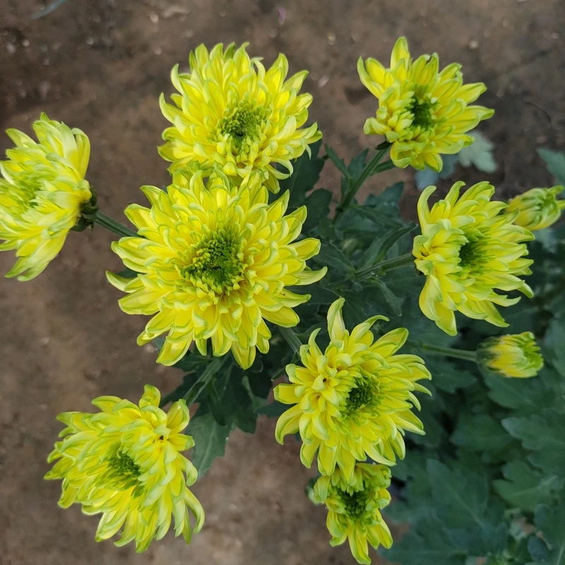 黄绿天赞菊【带花苞发货】下单盆栽菊花卉养护耐寒光照土壤季节生长