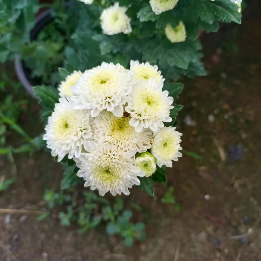 白雪莲菊【带花苞发货】盆栽百日寿中元节菊花糖果甜心菊四季开花卉