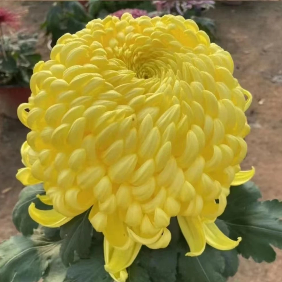 黄国华金越山【带花苞发货】日常盆栽多头独本菊花卉养护耐寒光照