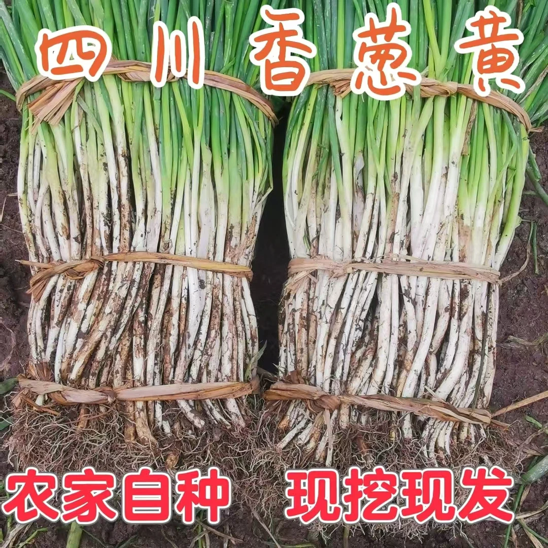 四川本地葱黄非大葱农家自种小葱黄现挖现发时令蔬菜餐馆特色菜