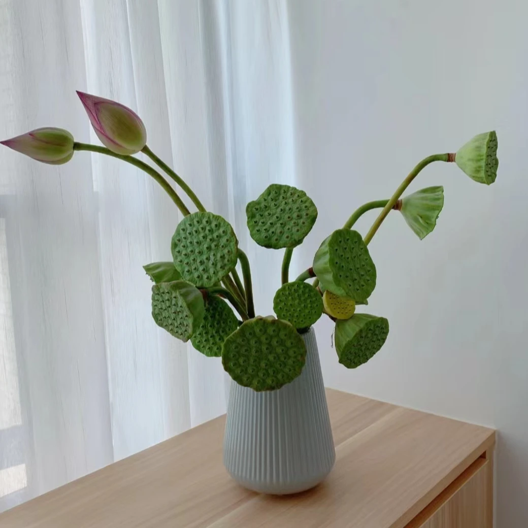【那些花儿】莲蓬（好运连连，蓬荜生辉）可做干花