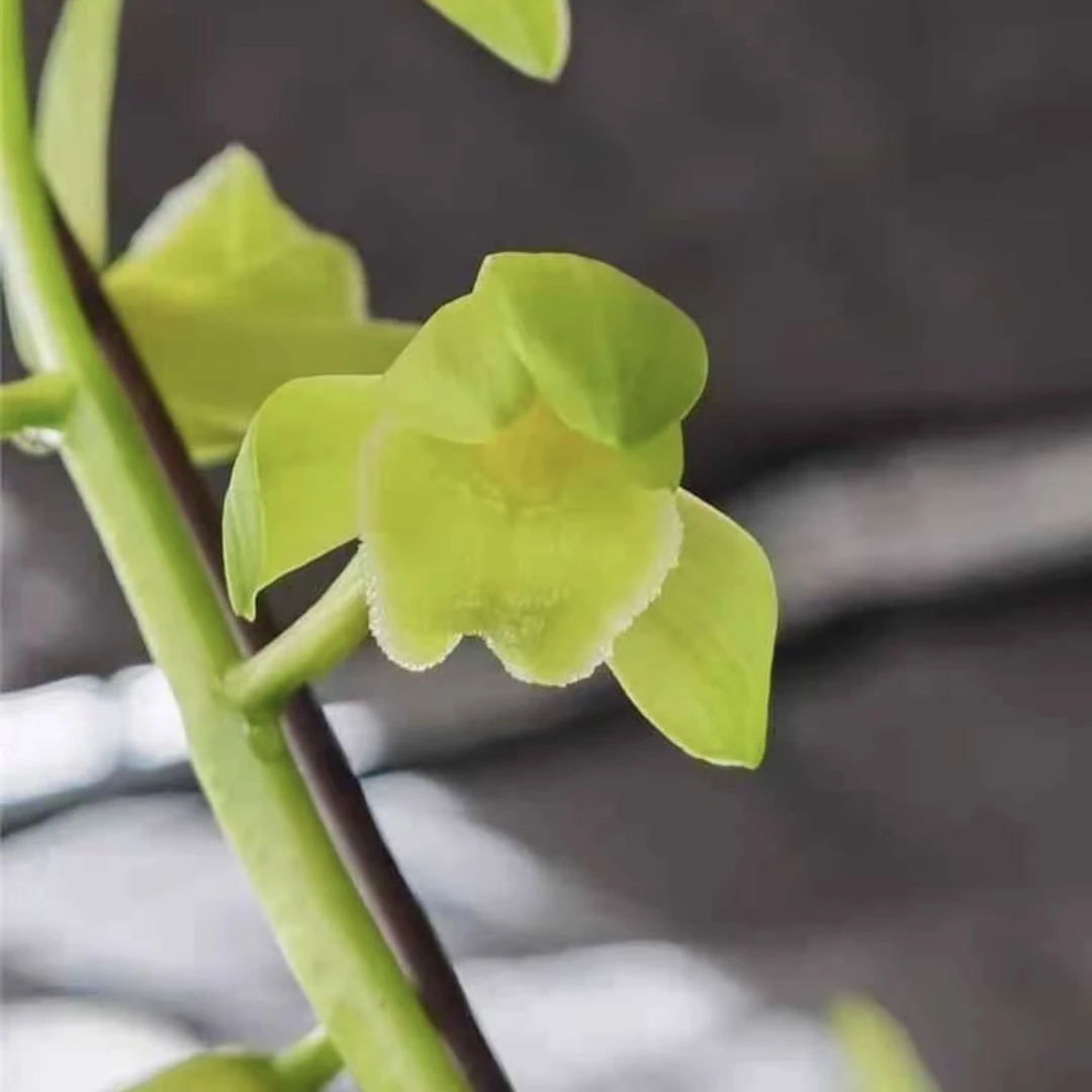 蕙兰秦深素（150-荷型素心）