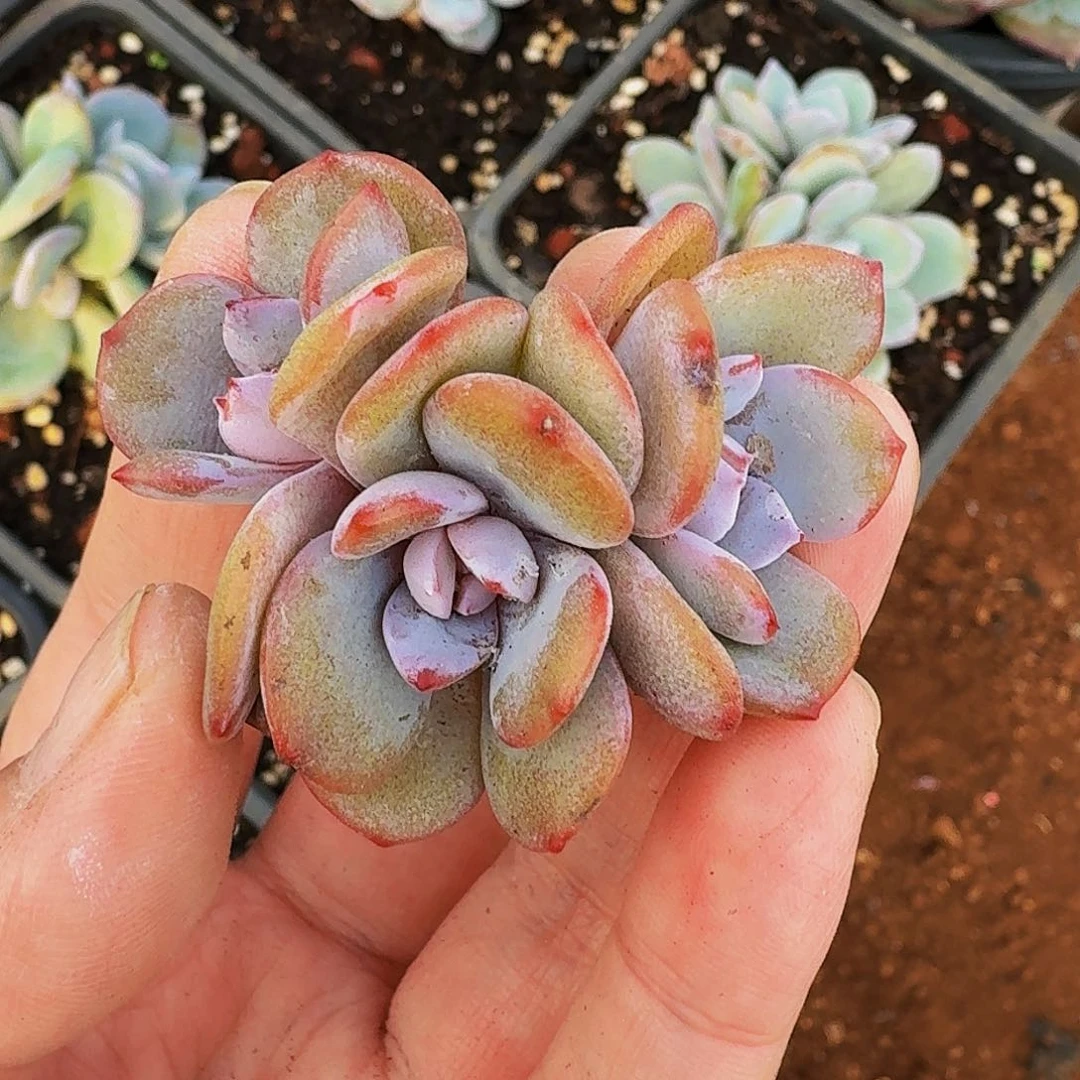 秋***欣哈哈哈哈哈哈哈哈啊哈