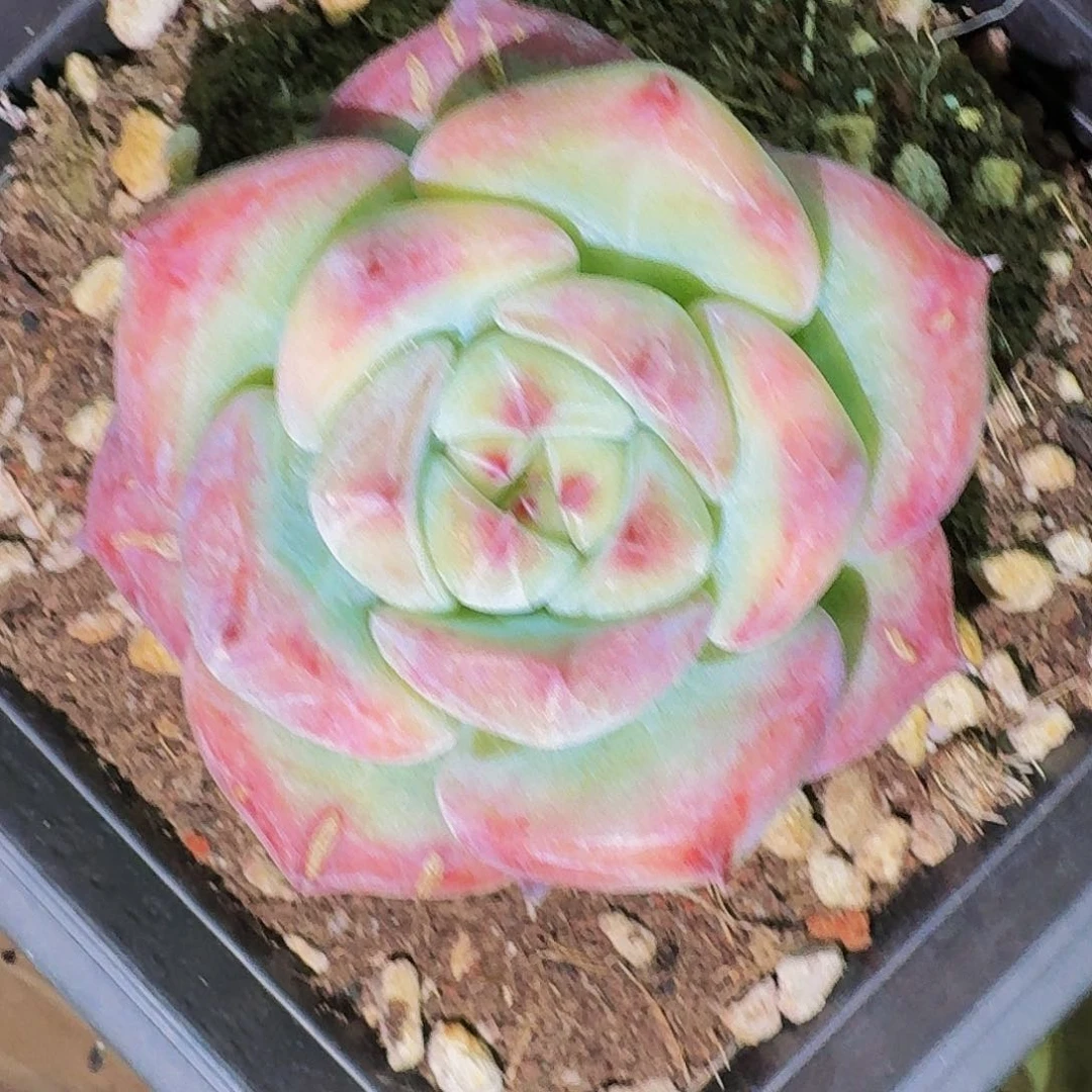 ?**贼h h h h h h h h h