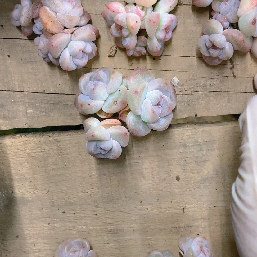 【闪购商品】有***粒冰玉