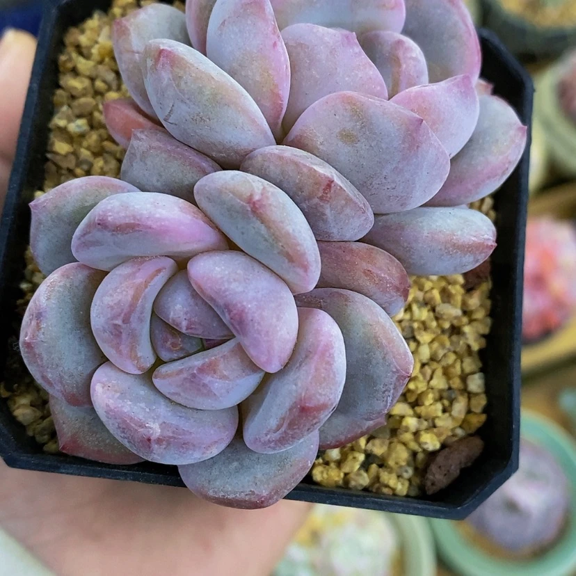 【闪购商品】暖*星影