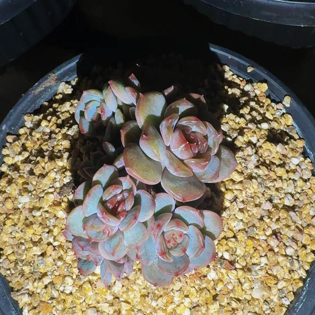 请***乐默认砍哈哈哈哈哈哈哈哈哈哈哈