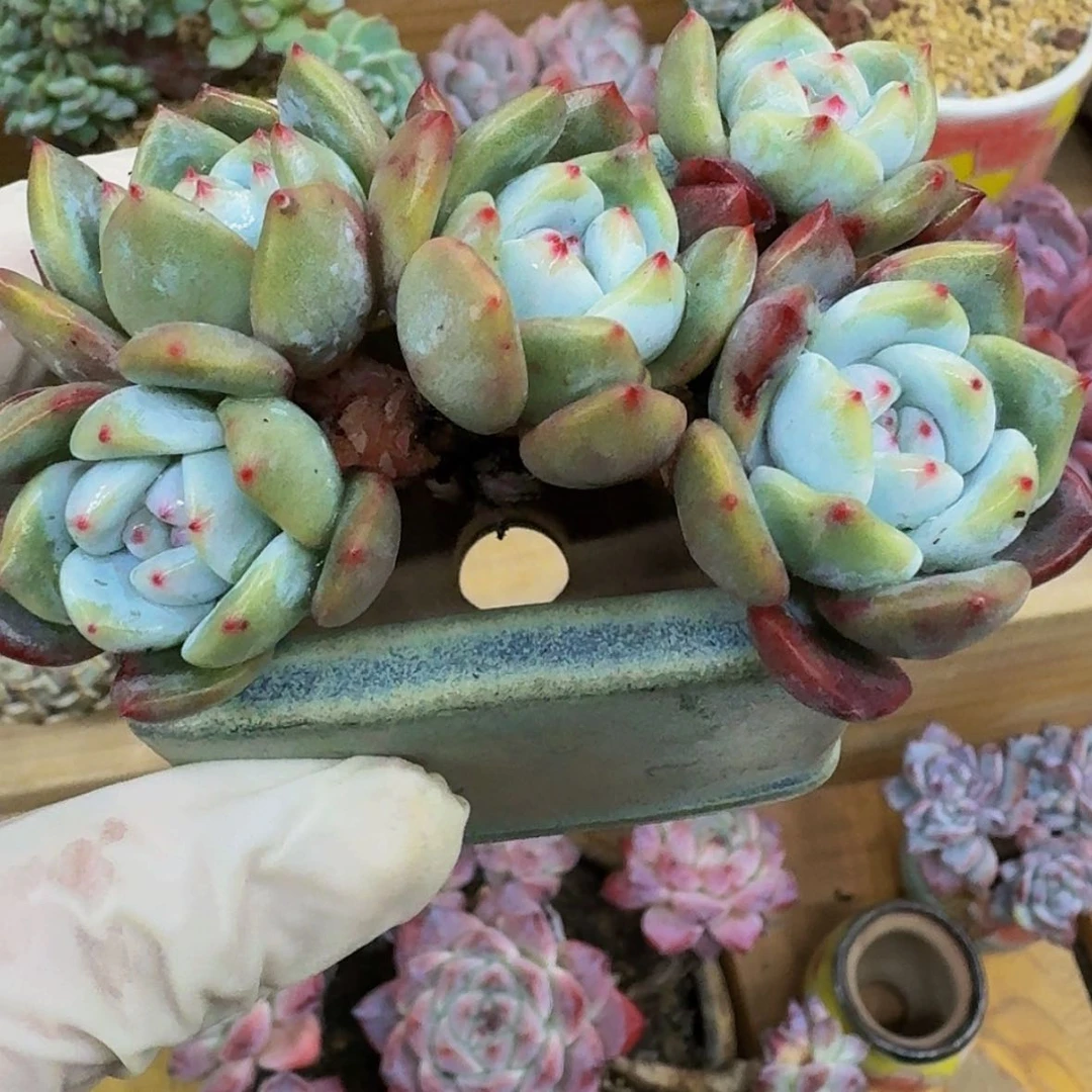 【闪购商品】我****e