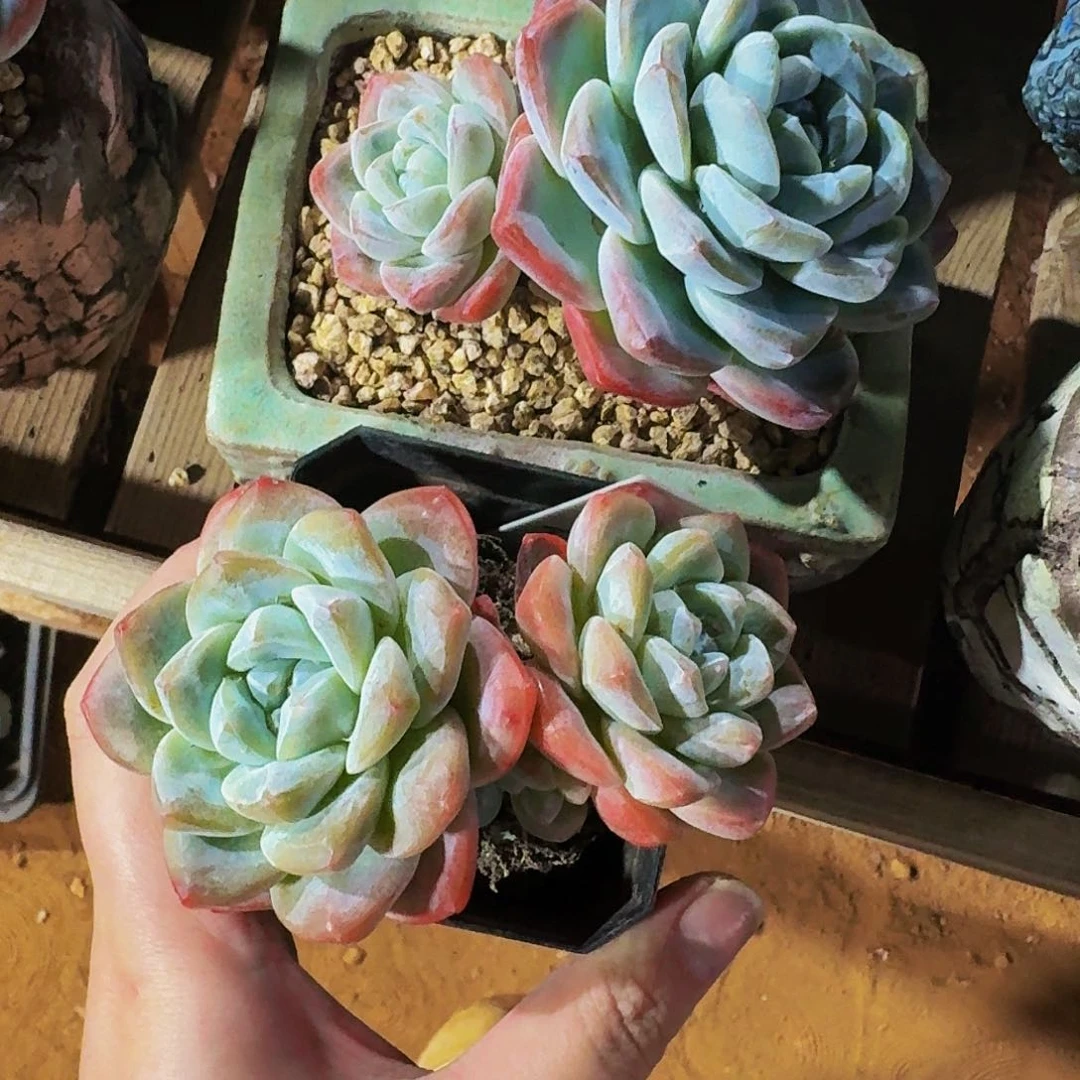 Y**n哈哈哈哈哈哈哈哈哈