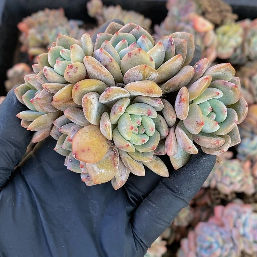 【闪购商品】咕**叽星影