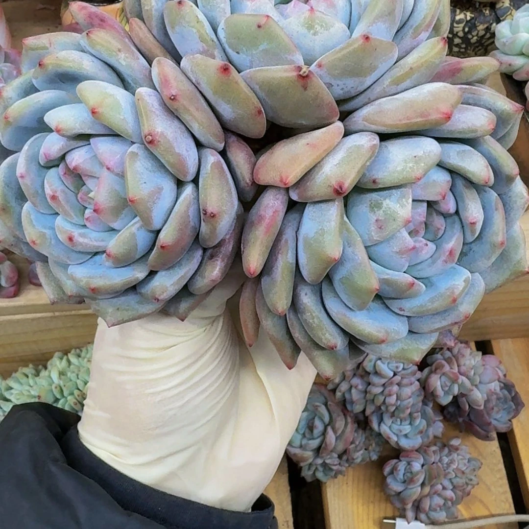 【闪购商品】沙*星影
