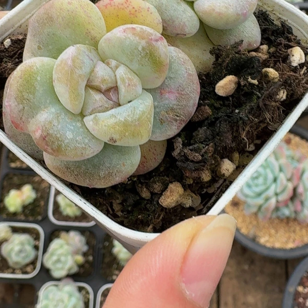 【闪购商品】暖*石化保整