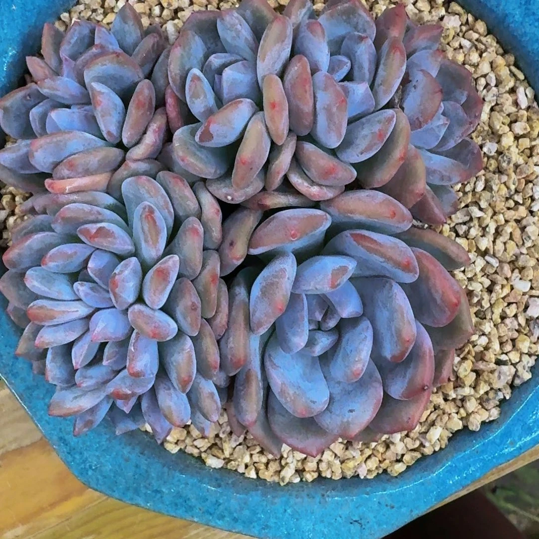 小*哈哈哈哈哈哈哈