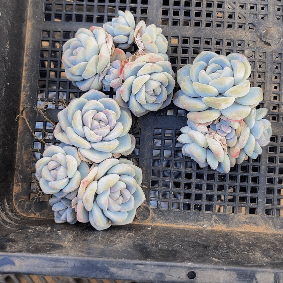 【闪购商品】嗨**J