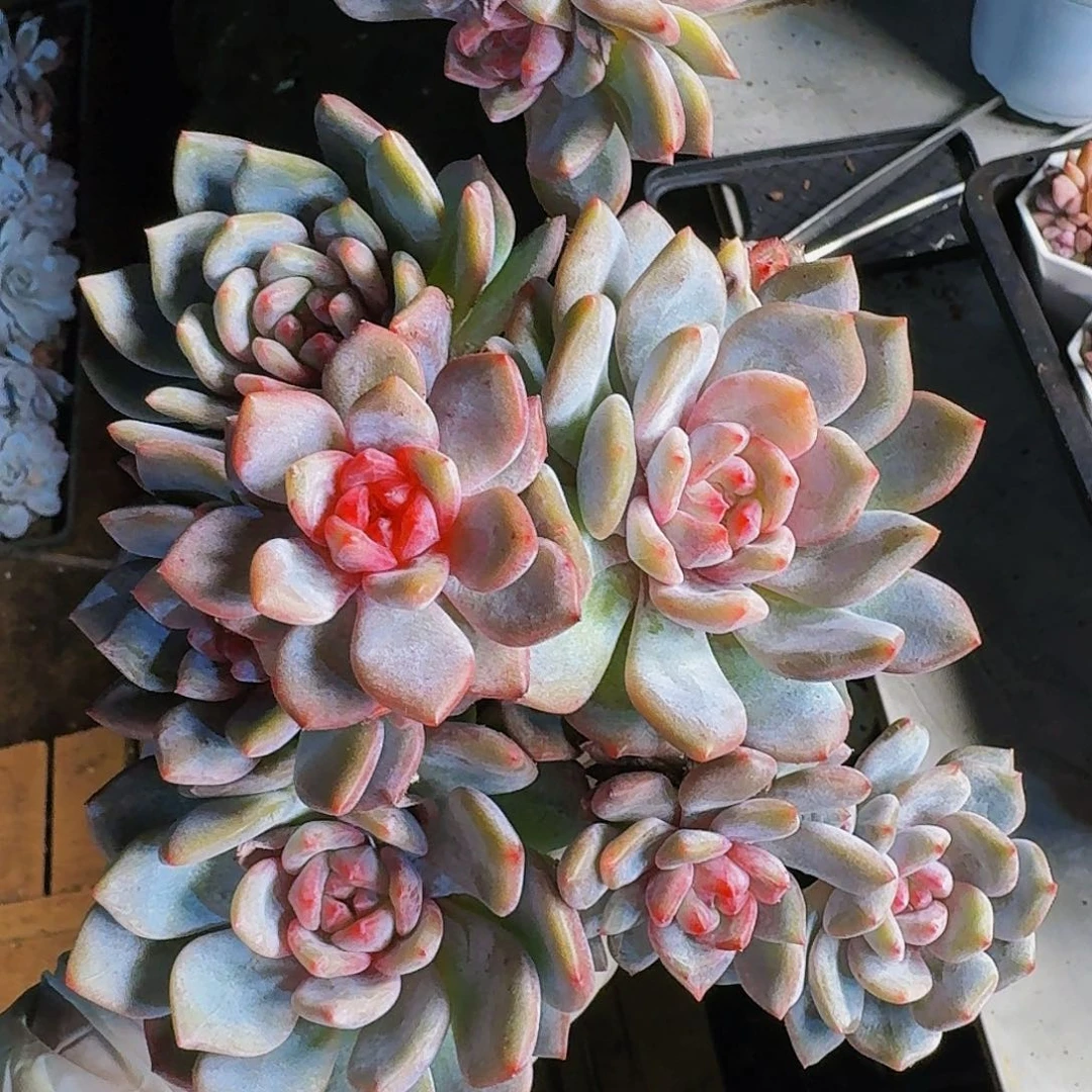 嗨**J哈哈哈哈呵呵哈哈哈