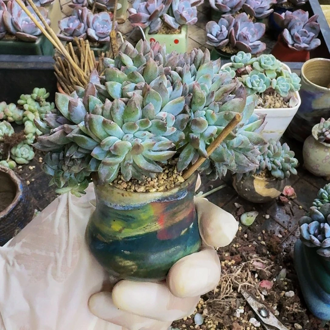 传***量哈哈哈哈哈哈哈补差价带盆