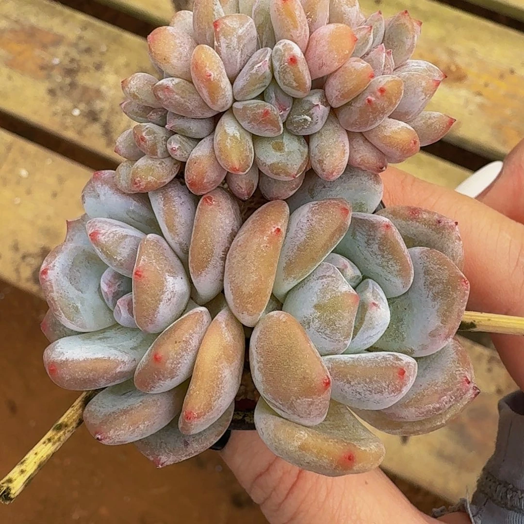 巧*?哈哈哈哈哈哈哈哈哈哈哈