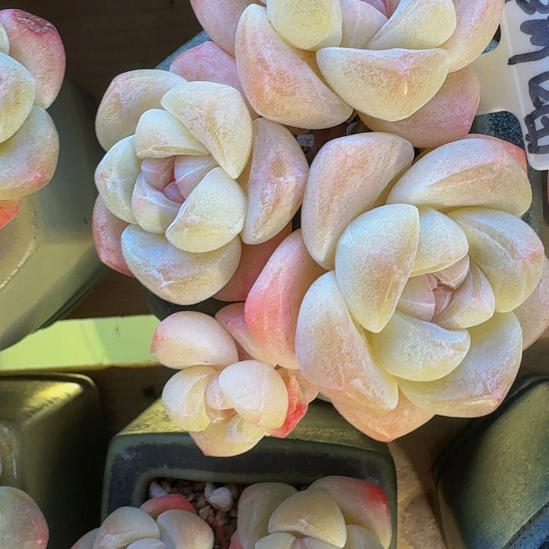 【闪购商品】阿***鱼冰玉