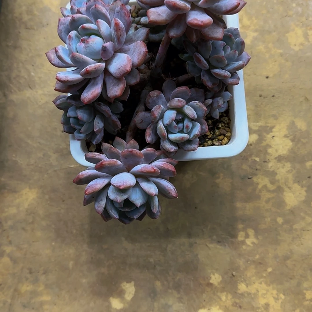 【闪购商品】迪**巴差价