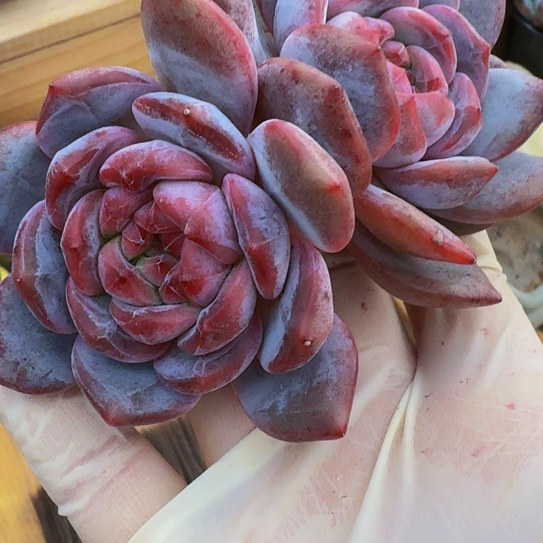 【闪购商品】?**?星影