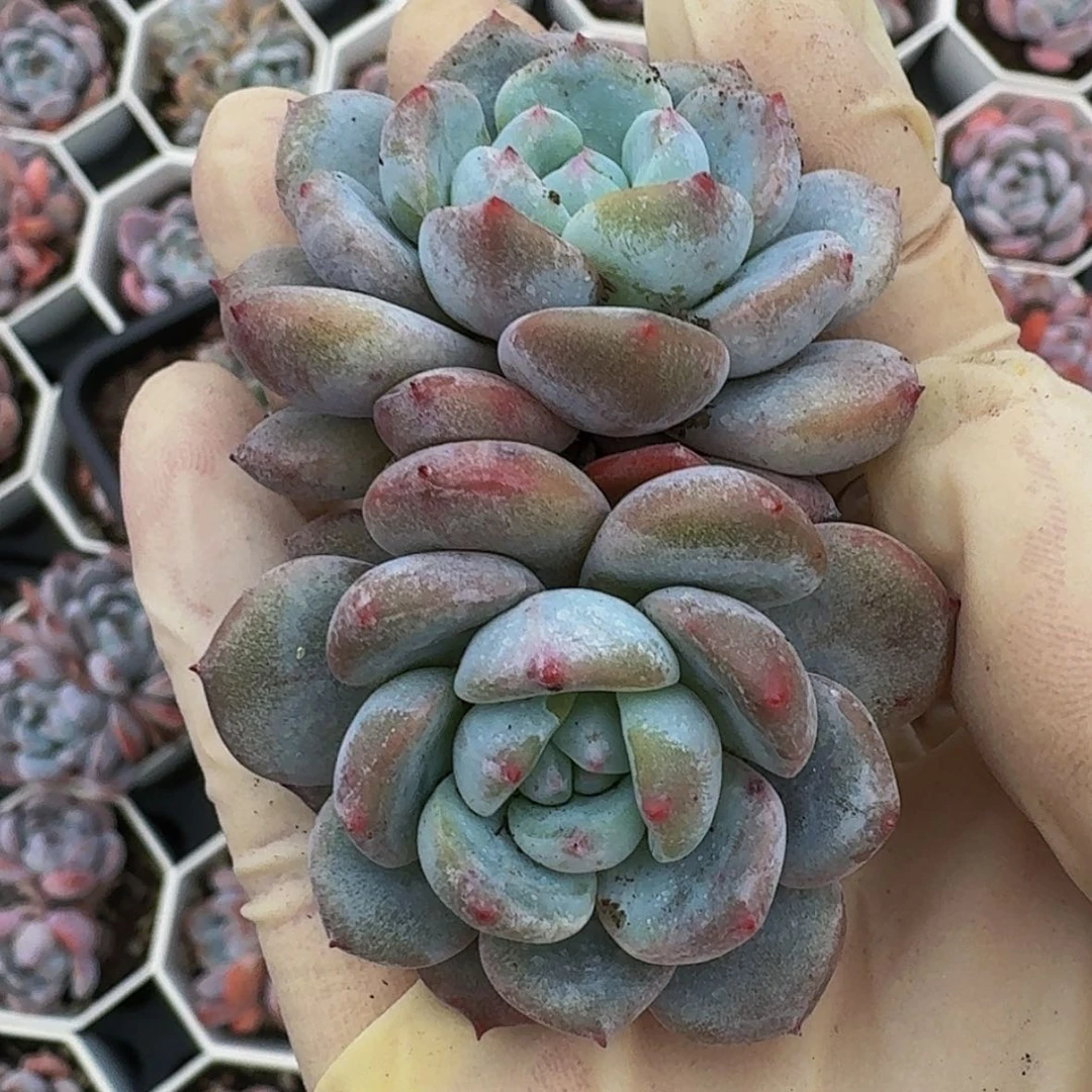 【闪购商品】听星影