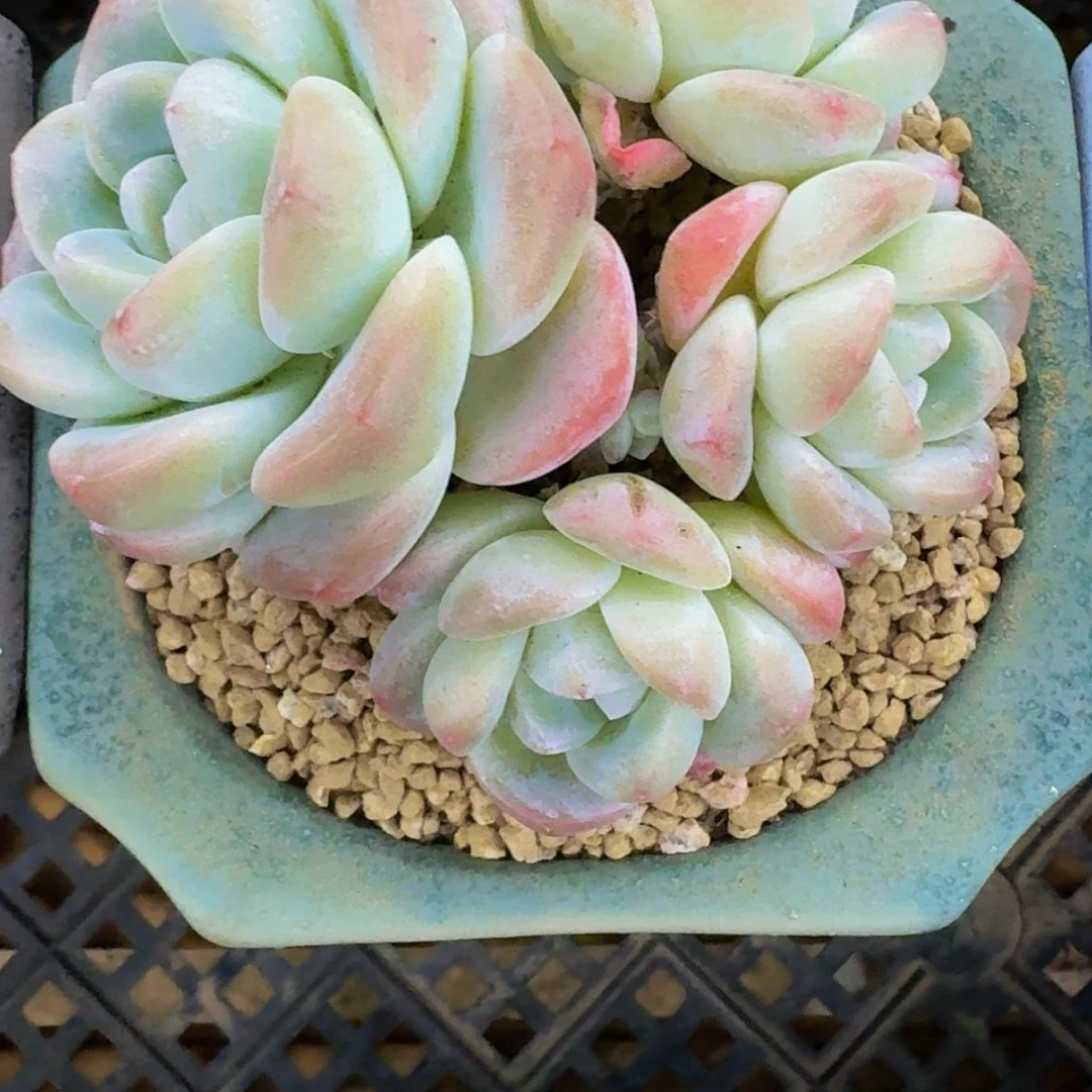 【闪购商品】我****）