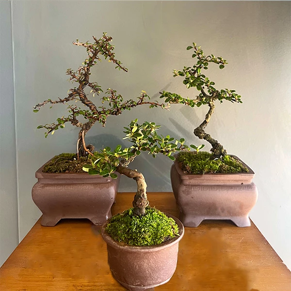 【二掌柜】白花荀子精品素材  开白花 结红果  熟桩 6年老桩盆景