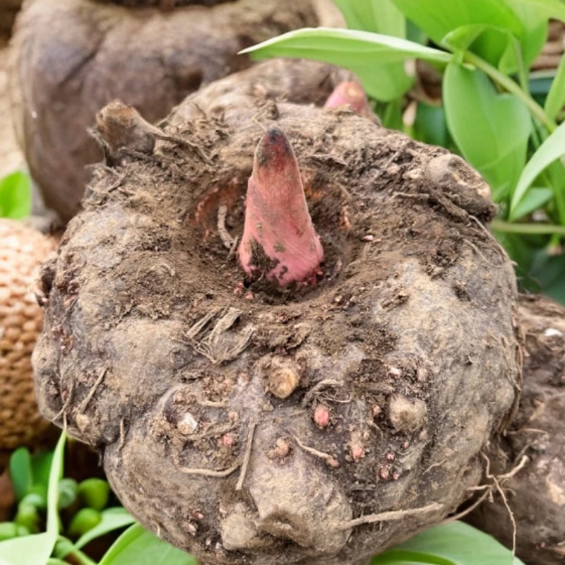魔芋豆腐魔芋恩施农家种植魔芋花魔芋杂交魔芋魔芋豆腐自制魔芋