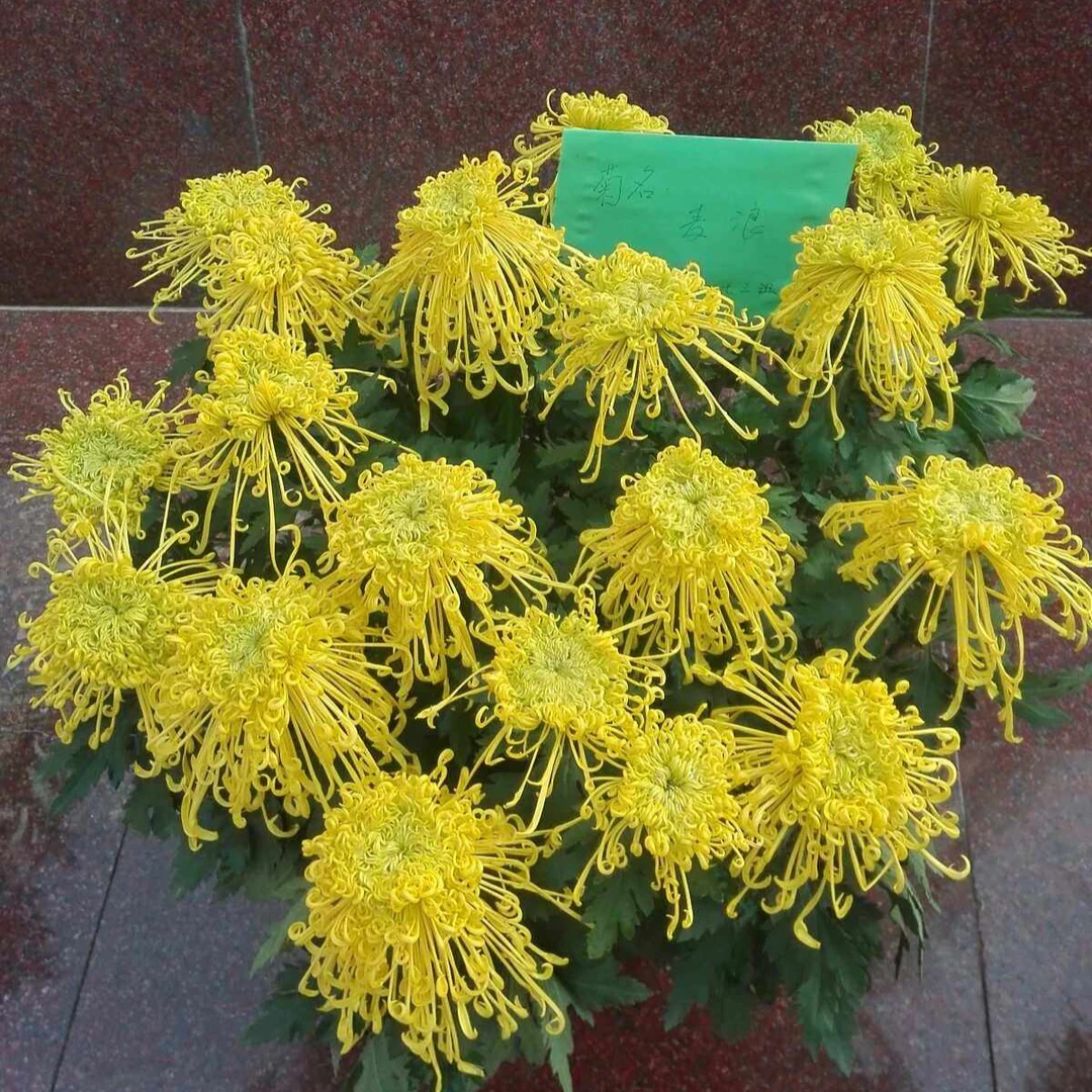 （可泡茶）【麦浪黄金丝】九月菊  菊花苗