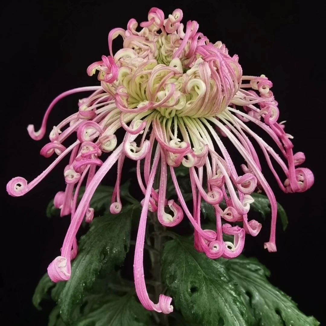 【沽水流霞】九月菊  菊花苗