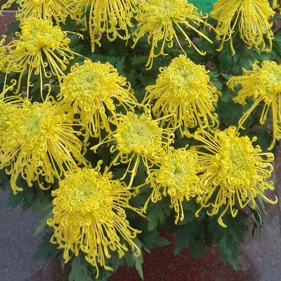 可泡茶【麦浪黄金丝】九月菊  菊花苗
