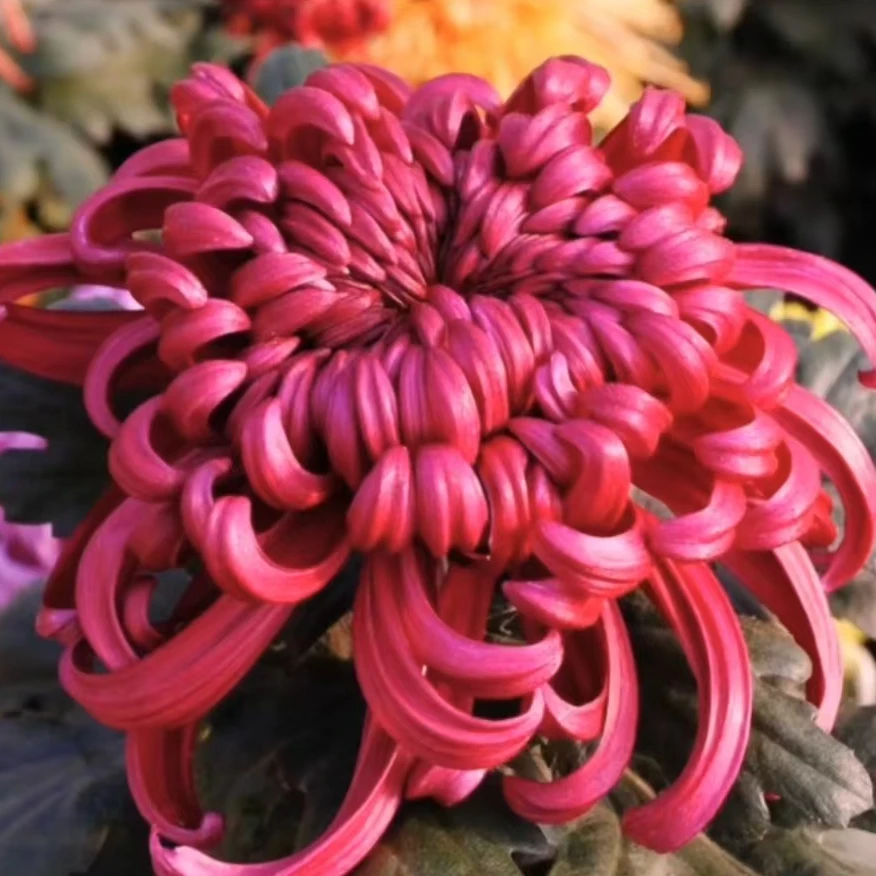 【大花富贵菊】  菊花苗  大型花，好养护