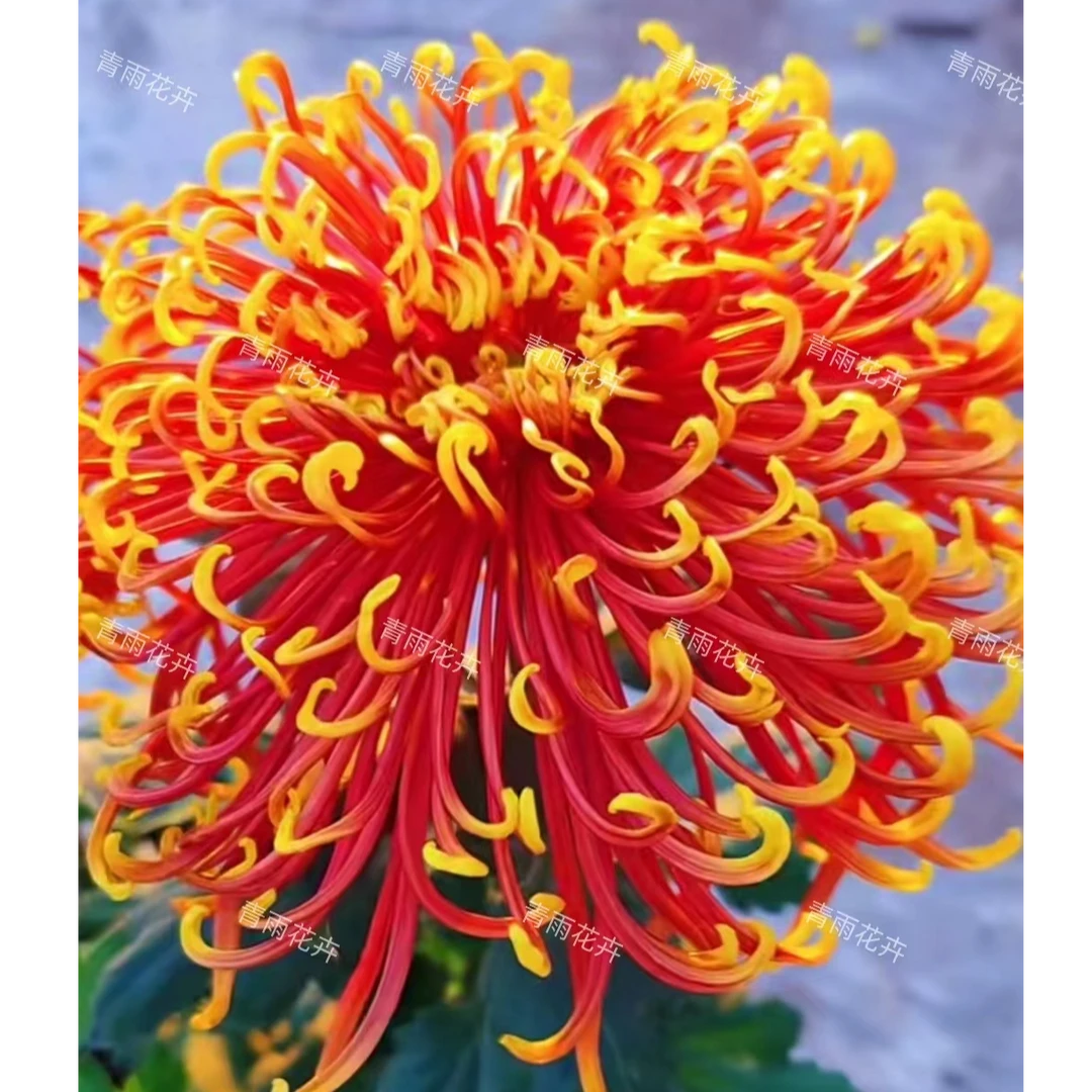 【金鸡报晓】九月菊  菊花苗