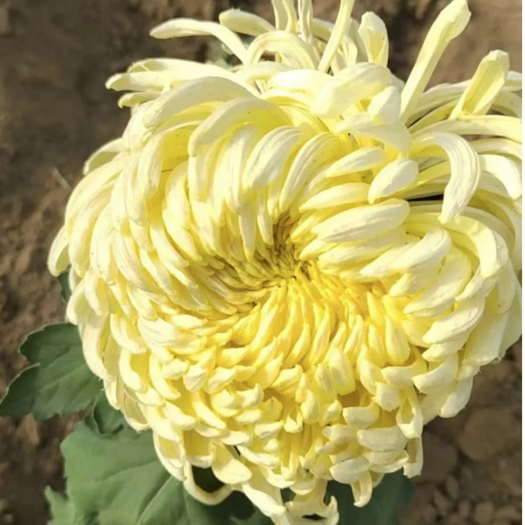 【大鹅毛黄色】九月菊  菊花苗