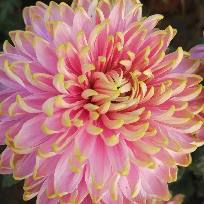 【粉天赞】九月菊  菊花苗