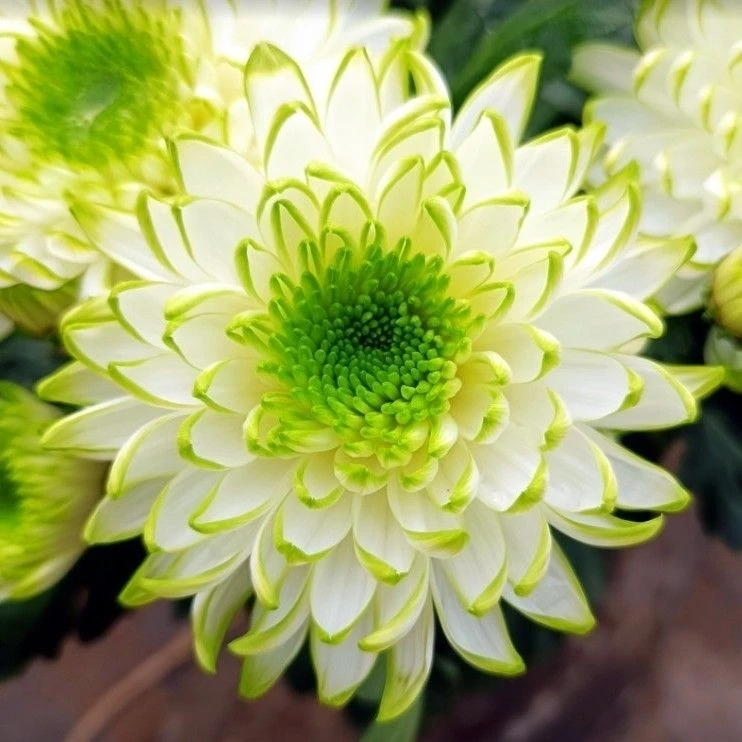 【绿天赞】九月菊  菊花苗
