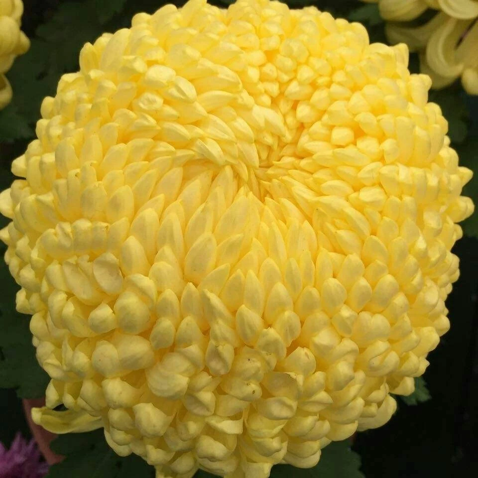 【黄国华】九月菊  菊花苗