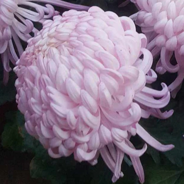 【国华初樱】九月菊  菊花苗