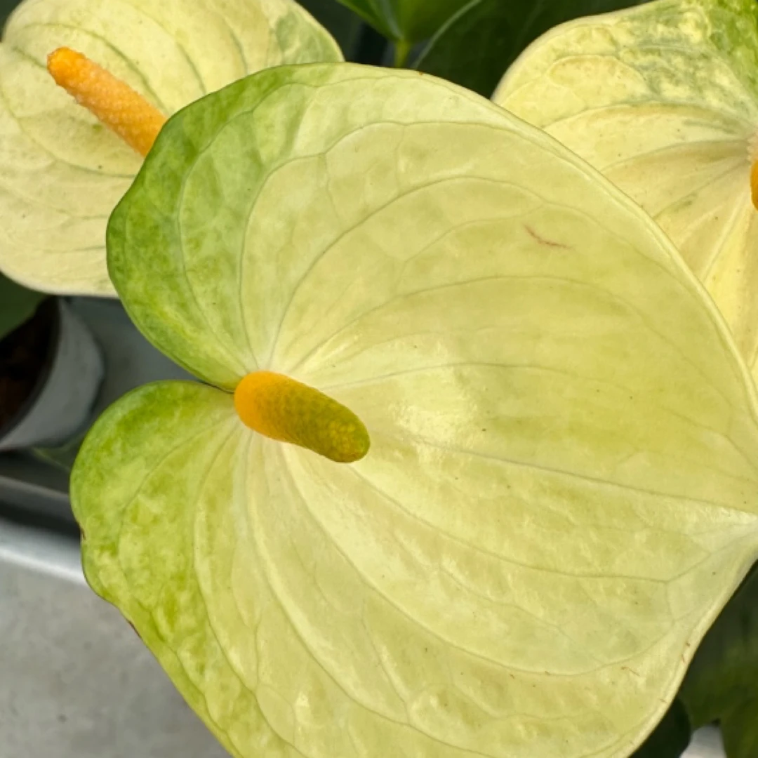 红掌系列婉尼拉 室内花卉绿植净化空气四季常全年绿鲜活植物