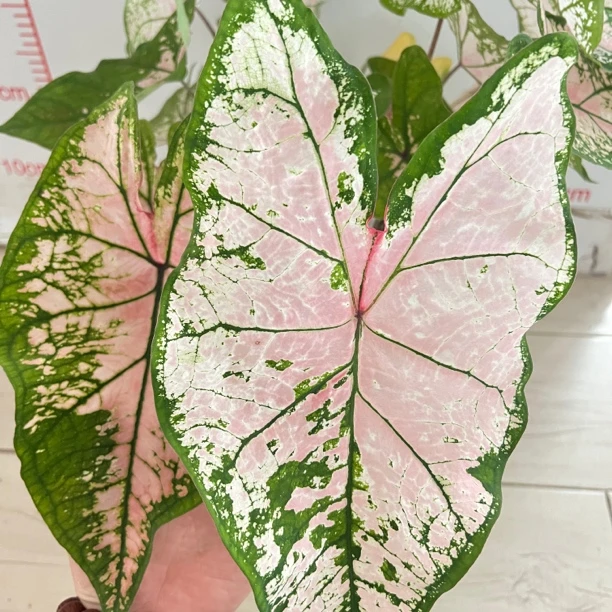 彩叶芋清库存 飞溅 观叶热植进口种球网红盆栽净化空气阳台养