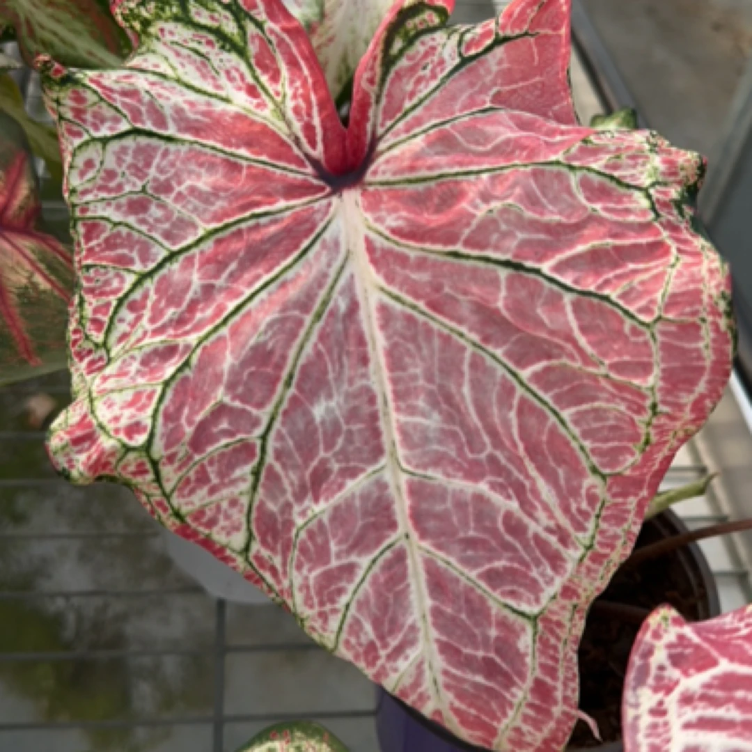 小盆 绿脉胡椒 叶损不包