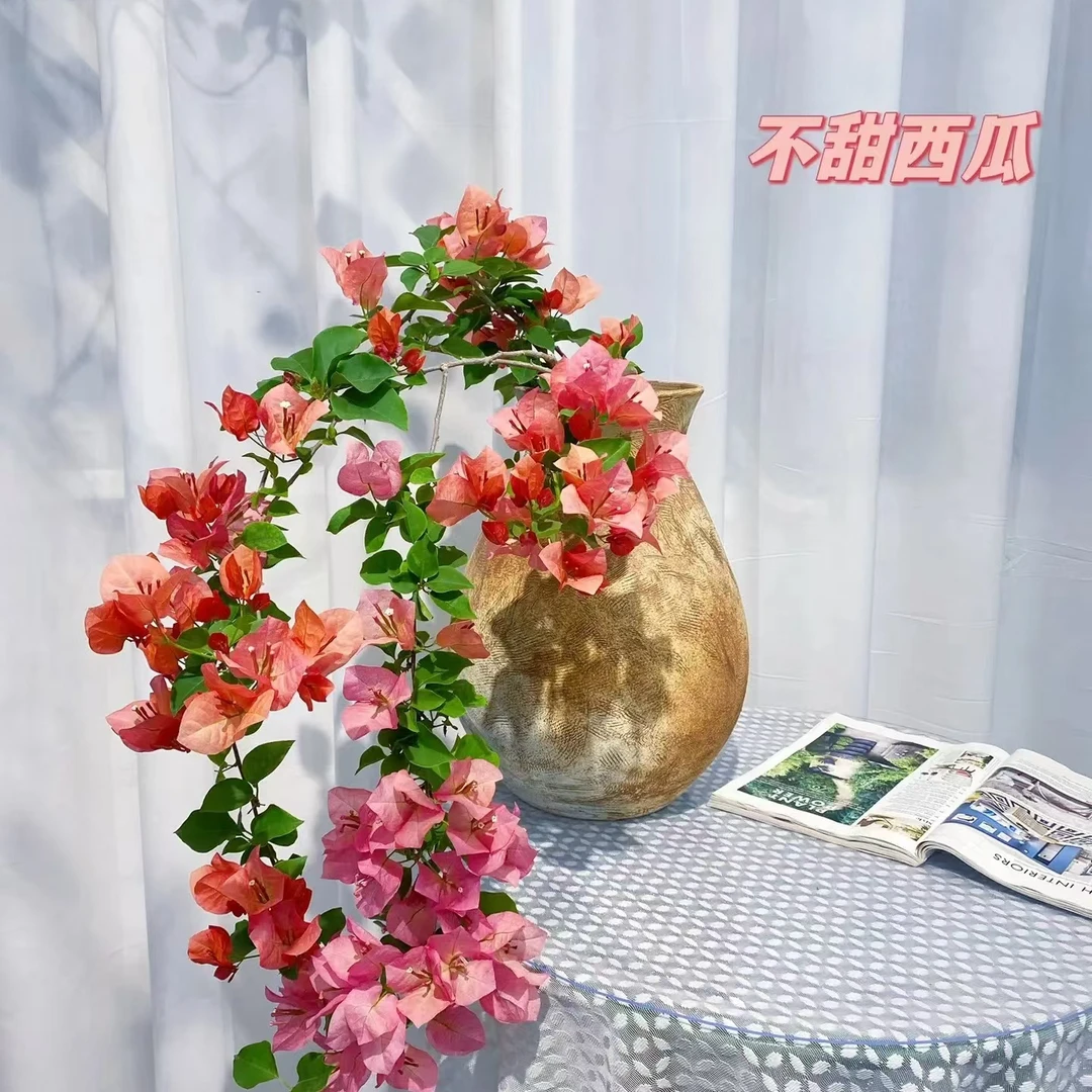 三角梅（不甜西瓜）直播间一物一拍（运输途中会掉花介意勿拍）
