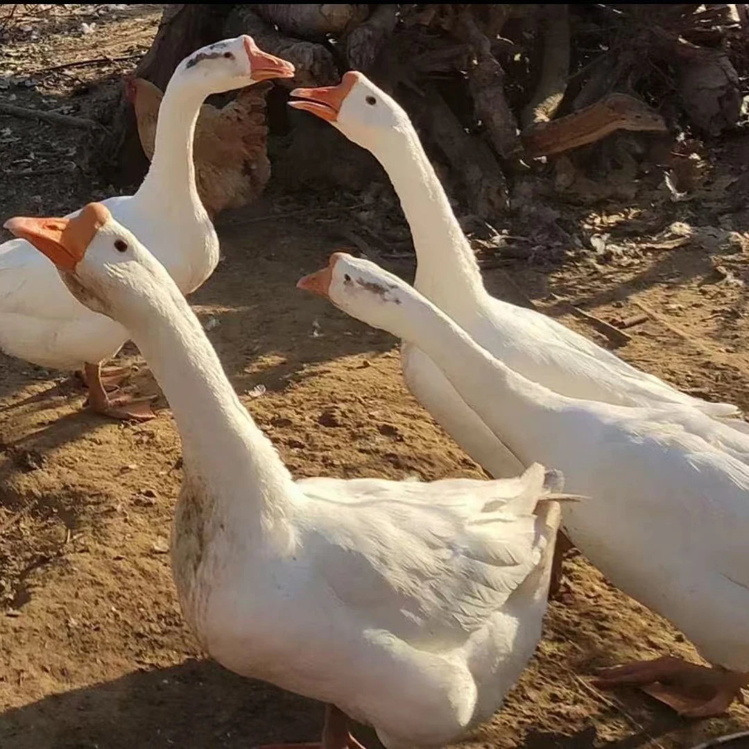 东北农村散养大鹅（东北特色送礼首选）送货上门 坏了包赔