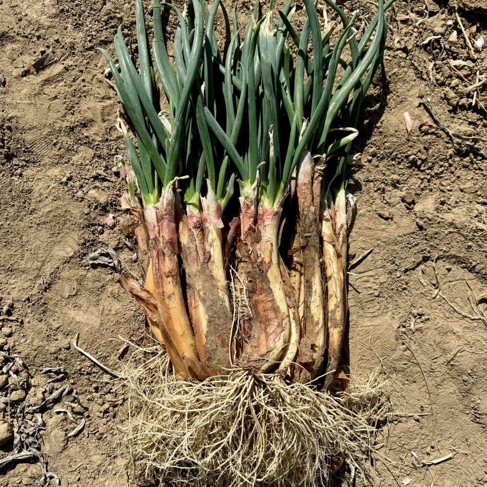 【陕北山地红葱】拓鲜生羊粪种植旱地精品红葱去叶去根5斤包邮