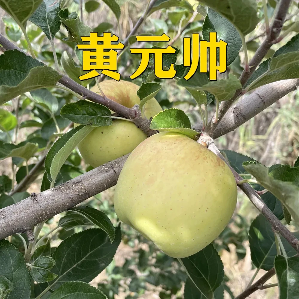 【黄元帅苹果】榆林山地苹果12颗包邮