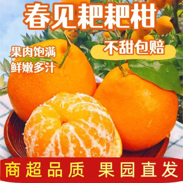 四川眉山春见耙耙柑现摘现发新鲜橘子丑橘不知火当季水果薄皮产发