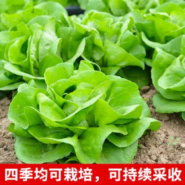 【奶油生菜家庭园艺适用】生菜种适应性强南方耐寒播种耐热种植发芽